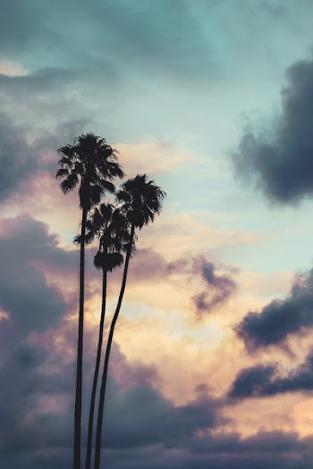Silhouette Of Palm Trees