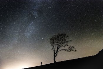 silhouette of person standing along bare tree during nighttime