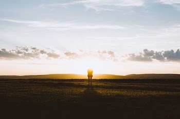 silhouette of person standing facing sun