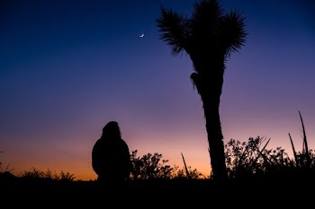 silhouette of person standing near palm tree