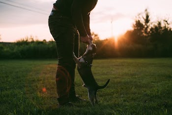 Silhouette of Person Standing on Grass