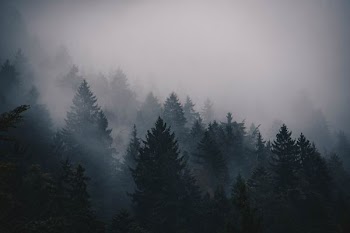 silhouette of pine trees photo