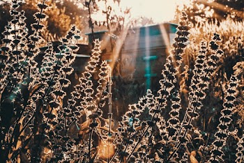 Silhouette Of Plants