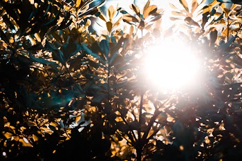 Silhouette of Plants
