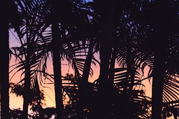 silhouette of plants at dusk