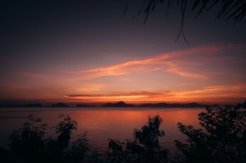silhouette of plants beside body of water