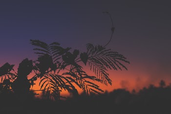 Silhouette of Plants during Dawn