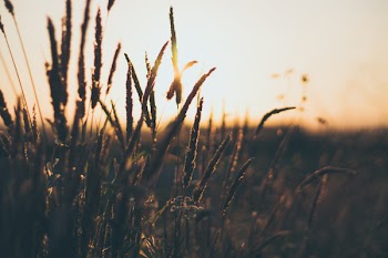 Silhouette of Plants during Golden Hour