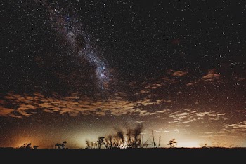 Silhouette of Plants Under Starry Night
