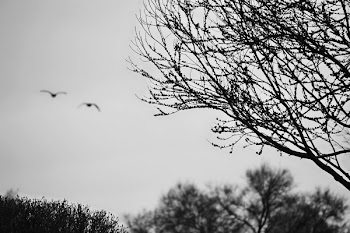 Silhouette of The Trees