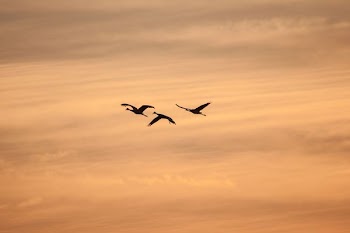 silhouette of three birds flying during sunset
