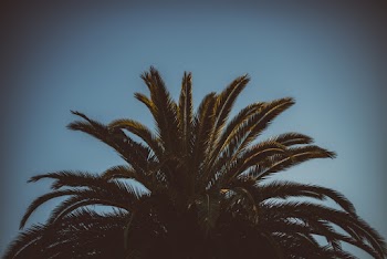 Silhouette of Tree
