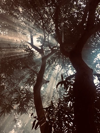 Silhouette Of Tree