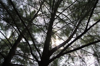 Silhouette Of Tree