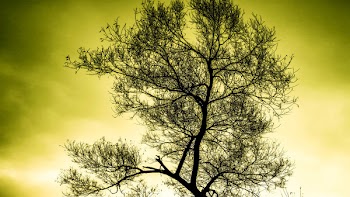 Silhouette of Tree