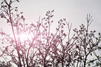 silhouette of tree at daytime