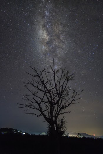 Silhouette of Tree at Night
