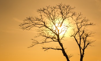 Silhouette of Tree at Sunset