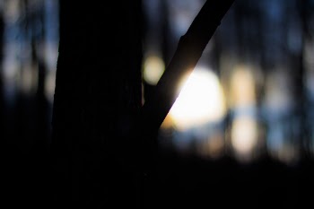 Silhouette of Tree Bokeh Photography