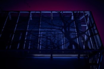 silhouette of tree branches