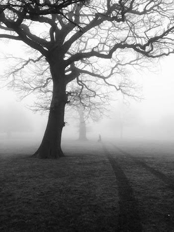 Silhouette of Tree Digital Wallpaper