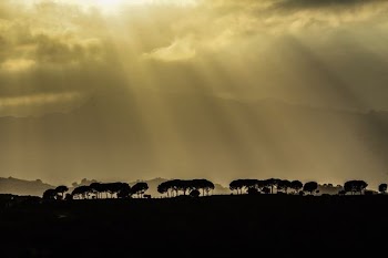 silhouette of tree during daytime