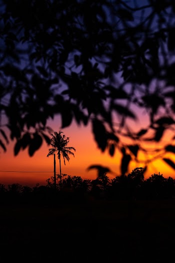 Silhouette of Tree during Golden Hour