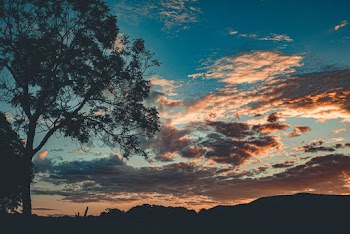 Silhouette Of Tree During Golden Hour