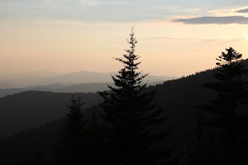 silhouette of tree during nighttime