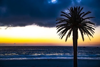 Silhouette of Tree Near Shore