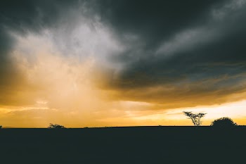 Silhouette of Tree Under Cumulus Clouds
