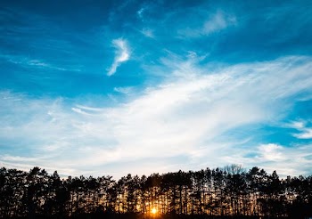 silhouette of tree under sky during golden hour