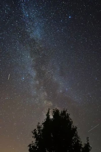 silhouette of tree under sky during night time