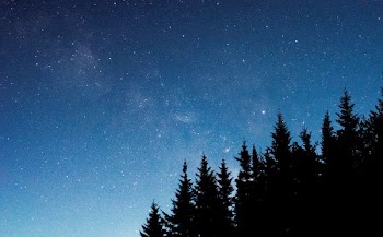 silhouette of tree under starry night