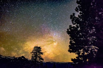 silhouette of tree under starry sky at night