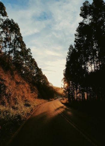 Silhouette of Trees