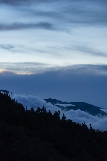 Silhouette of Trees