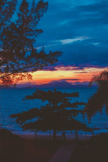 Silhouette of Trees