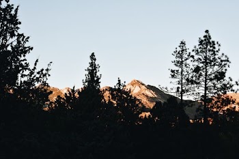 silhouette of trees