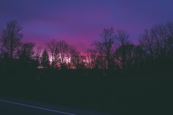 Silhouette of Trees