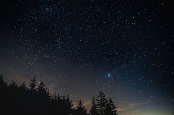 silhouette of trees