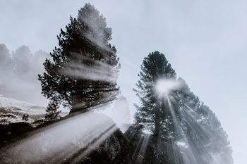 Silhouette Of Trees