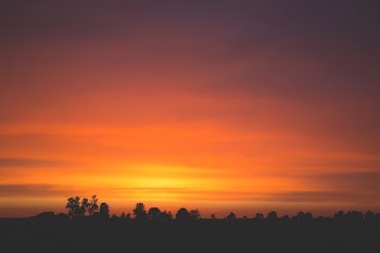 silhouette of trees