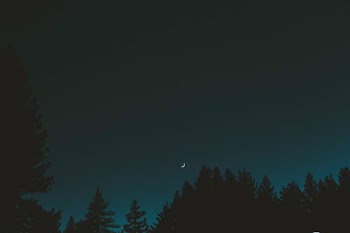 silhouette of trees