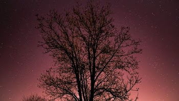 silhouette of trees