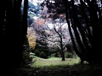 Silhouette of Trees