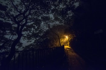 Silhouette Of Trees