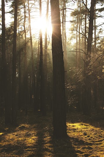 Silhouette Of Trees 