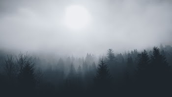 Silhouette Of Trees