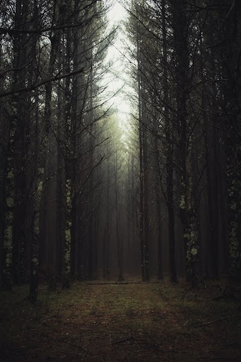 Silhouette Of Trees